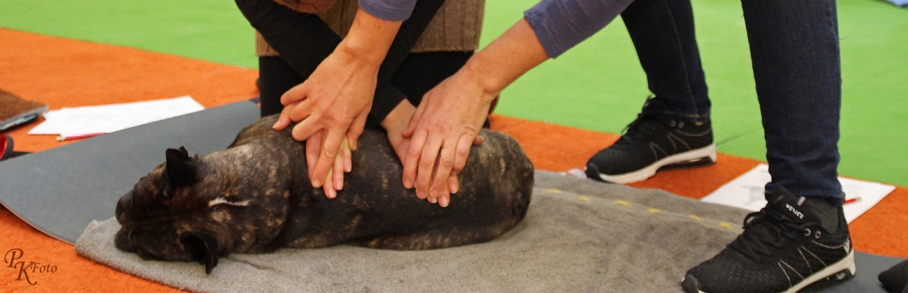 Tierphysio-Aktiv: Massagekurs Iris Frech
