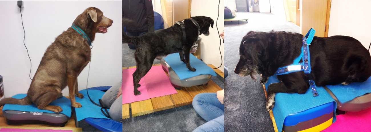 Vibrationsplatte in der Hundephysiotherapie