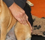 Hundemassage, Tierphysio-Aktiv, Tierphysiotherapie Dülmen