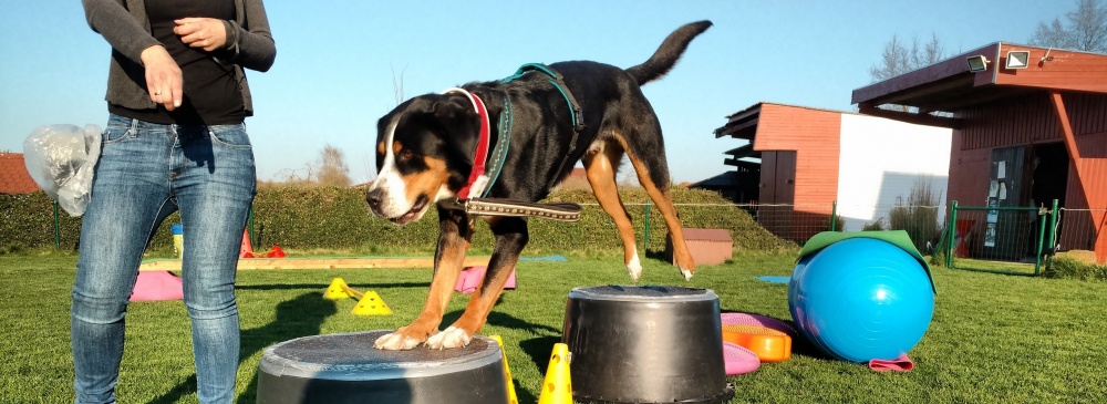 Hundephysio: Fitness durch Muskelaufbaukurs